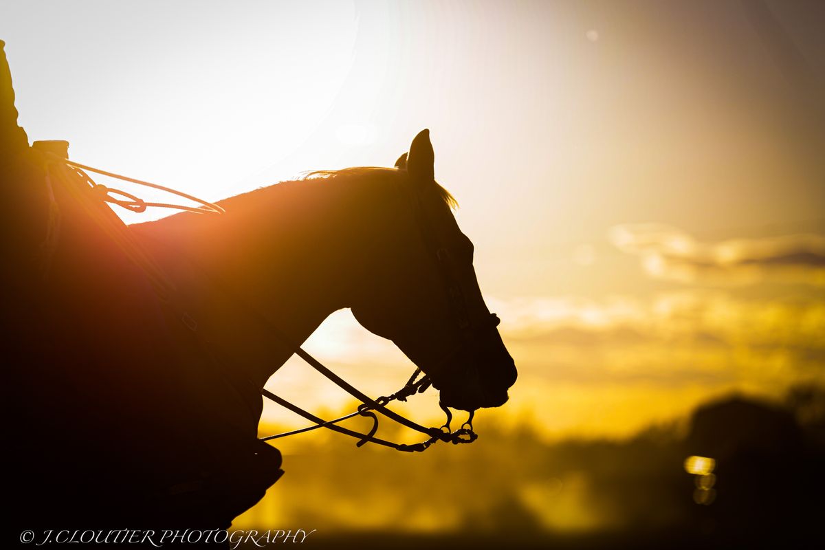 Horse at sunrise