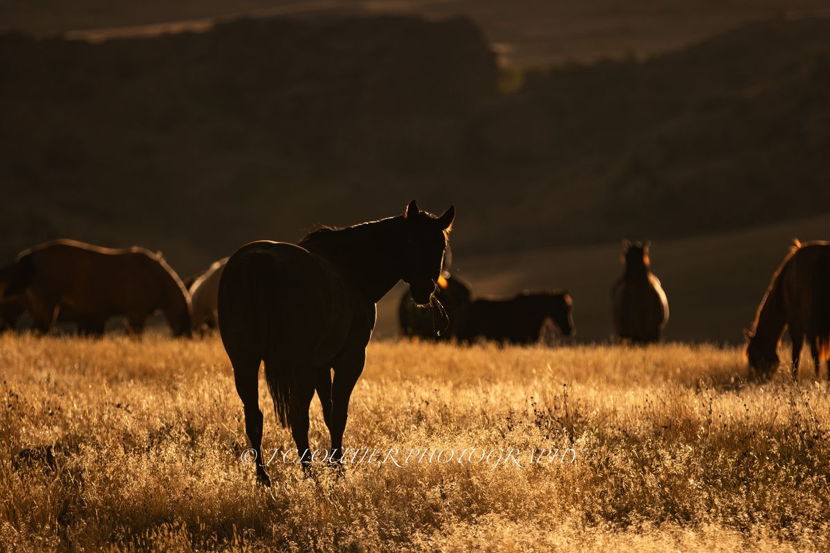 Horses in a golden field