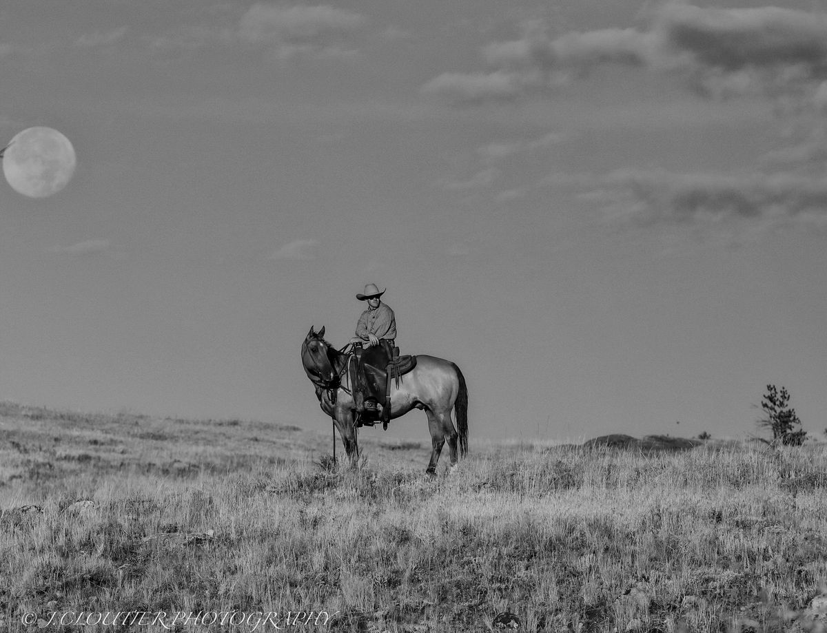Black and white horse