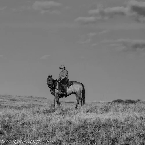 Black-and-white horse and rider