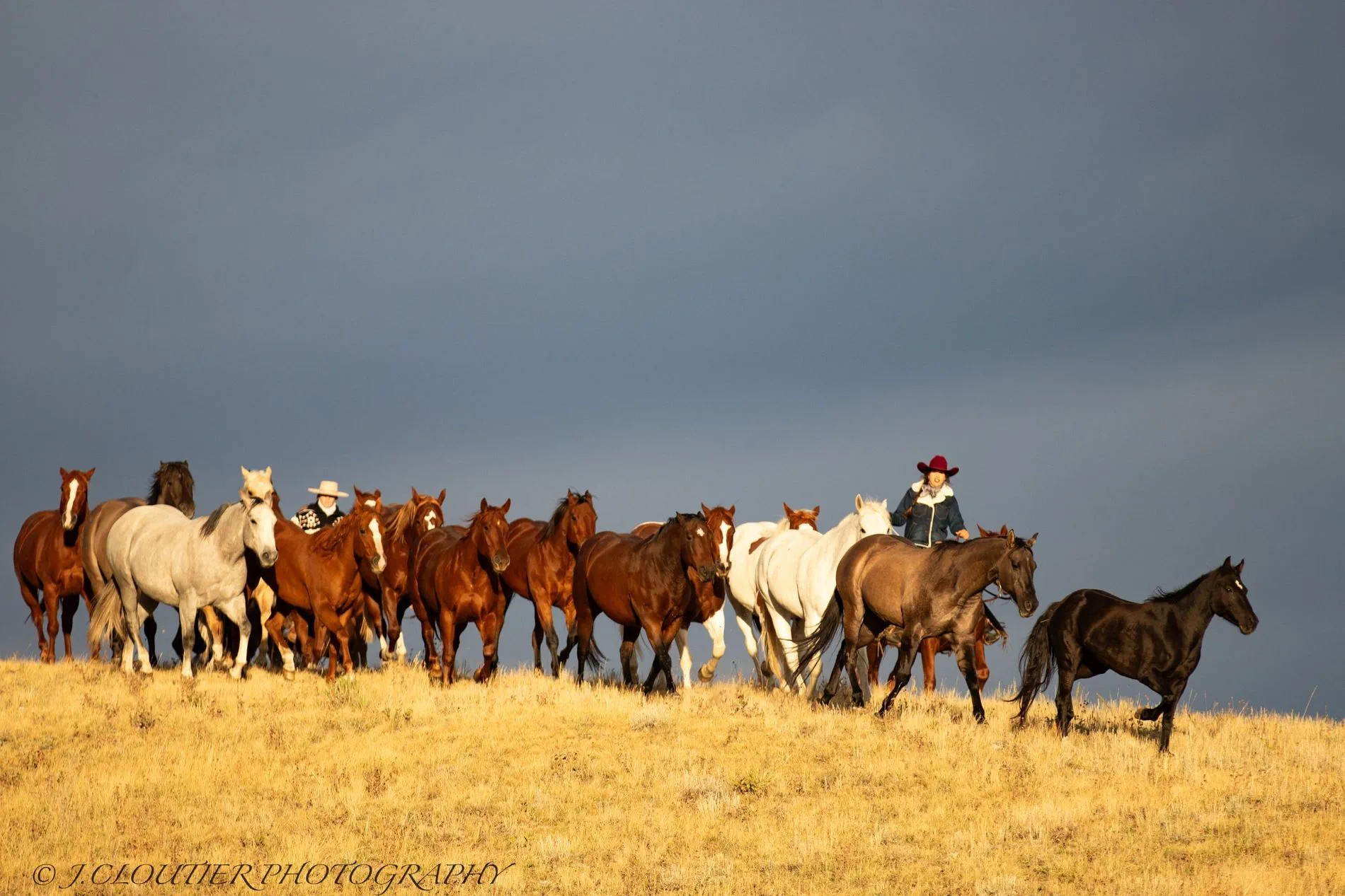 Herd of horses running at golden hour