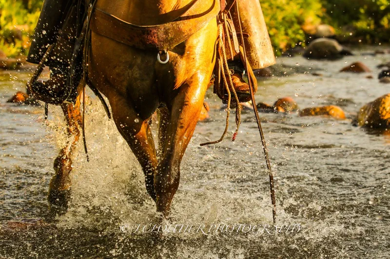 Horse crossing water