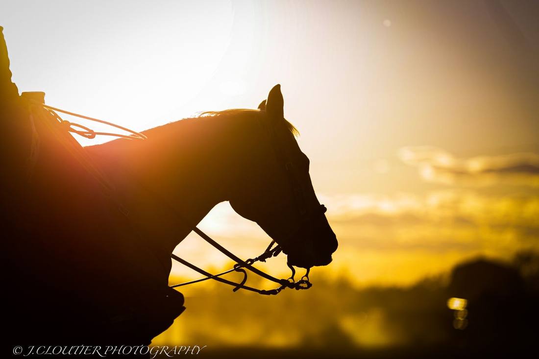 Horse silhouetted against a sunrise